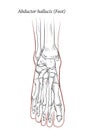 Abductor hallucis muscle foot.