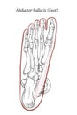 Abductor hallucis muscle foot.