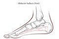 Abductor hallucis muscle foot.