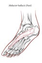 Abductor hallucis muscle foot. Royalty Free Stock Photo