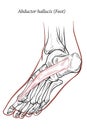 Abductor hallucis muscle foot.