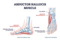 Abductor hallucis muscle with leg or foot skeletal system outline diagram