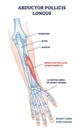 Abductor pollicis longus muscle with hand and arm skeleton outline diagram