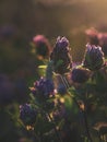 ABeautiful abstract summer natural background with a clover flowers in the sunset. Soft focus Royalty Free Stock Photo