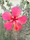 Abeautiful pink Hibiscus flower