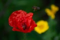 a bee flying to poppy seed blossom Royalty Free Stock Photo