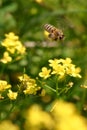 Abeja maya Royalty Free Stock Photo