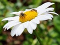 Abelhas buscando seu alimento em uma flor Royalty Free Stock Photo