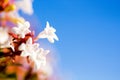 Abelia flowers against blue sky background