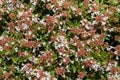 Abelia flowers