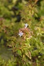 Abelia Kaleidoscope