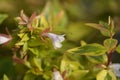 Abelia Kaleidoscope