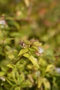 Abelia Kaleidoscope