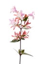 Abelia plant with flowers Royalty Free Stock Photo