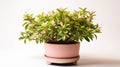 Abelia Plant on a pot on white background