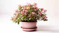 Abelia Plant on a pot on white background