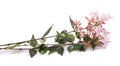 Abelia sprig with flowers