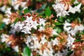 Abelia x grandiflora Royalty Free Stock Photo