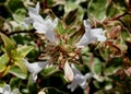Abelia x grandiflora `Radiance`
