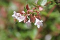 Abelia x grandiflora Royalty Free Stock Photo