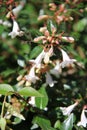 Abelia x grandiflora