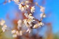 Abeliophyllum distichum is blooming in spring