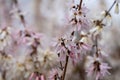 Abeliophyllum distichum flowers that just bloomed in early spring Royalty Free Stock Photo