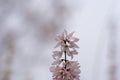 Abeliophyllum distichum flowers that just bloomed in early spring Royalty Free Stock Photo