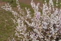 Abeliophyllum distichum flowers that just bloomed in early spring Royalty Free Stock Photo