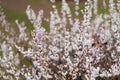 Abeliophyllum distichum flowers that just bloomed in early spring Royalty Free Stock Photo