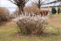 Abeliophyllum distichum flowers that just bloomed in early spring Royalty Free Stock Photo