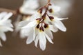 Abeliophyllum distichum flowers that just bloomed in early spring Royalty Free Stock Photo