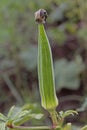 Abelmoschus esculentus, Lady Finger