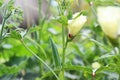 Abelmoschus esculentus, okra, lady finger