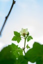 Abelmoschus esculentus,Okra, lady`s finger plant with flower field and Sunlight, low angle Royalty Free Stock Photo