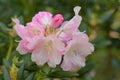 Aberconwayi hybrid Rhododendron Streatley, pinkish flowers Royalty Free Stock Photo