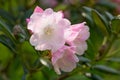 Aberconwayi hybrid Rhododendron Streatley, pinkish-white flowers Royalty Free Stock Photo