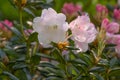 Aberconwayi hybrid Rhododendron Streatley, pink flowers Royalty Free Stock Photo