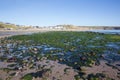 Aberdaron beach with sand and green seaweed Llyn Peninsula