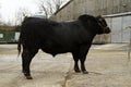 Aberdeen Angus Bull