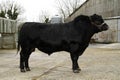 Aberdeen Angus Bull II Royalty Free Stock Photo