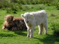 Aberdeen Angus Scotland