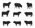 Aberdeen angus silhouettes , Aberdeen angus silhouette set Royalty Free Stock Photo