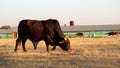 Photo of a Afrikaner bull gracing winter grass, Northwest, South Africa. Royalty Free Stock Photo