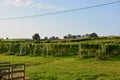WHITE CASTLE, vineyard in Abergavenny, Wales UK Royalty Free Stock Photo