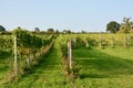 WHITE CASTLE, vineyard in Abergavenny, Wales UK Royalty Free Stock Photo