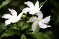 White Pinwheel flower very beautiful Royalty Free Stock Photo