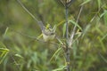 Aberrant Bush Warbler Royalty Free Stock Photo