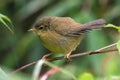 Aberrant bush warbler perched on a branch Royalty Free Stock Photo