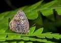 Aberrant Oakblue, Arhopala abseus, butterfly, Garo hills, Meghalaya, India Royalty Free Stock Photo